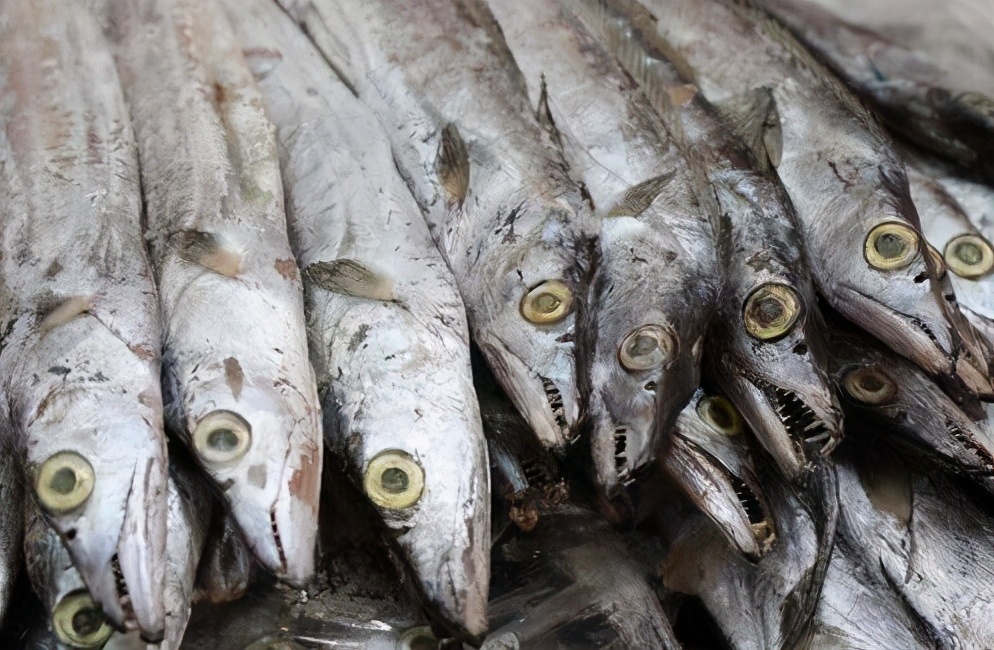 遇到這4種野生海魚別錯過，目前無法人工養殖，純野生價格還不貴