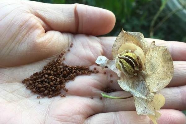 生鮮食材配送：田邊到處可見這植物，原來是冰粉籽籽