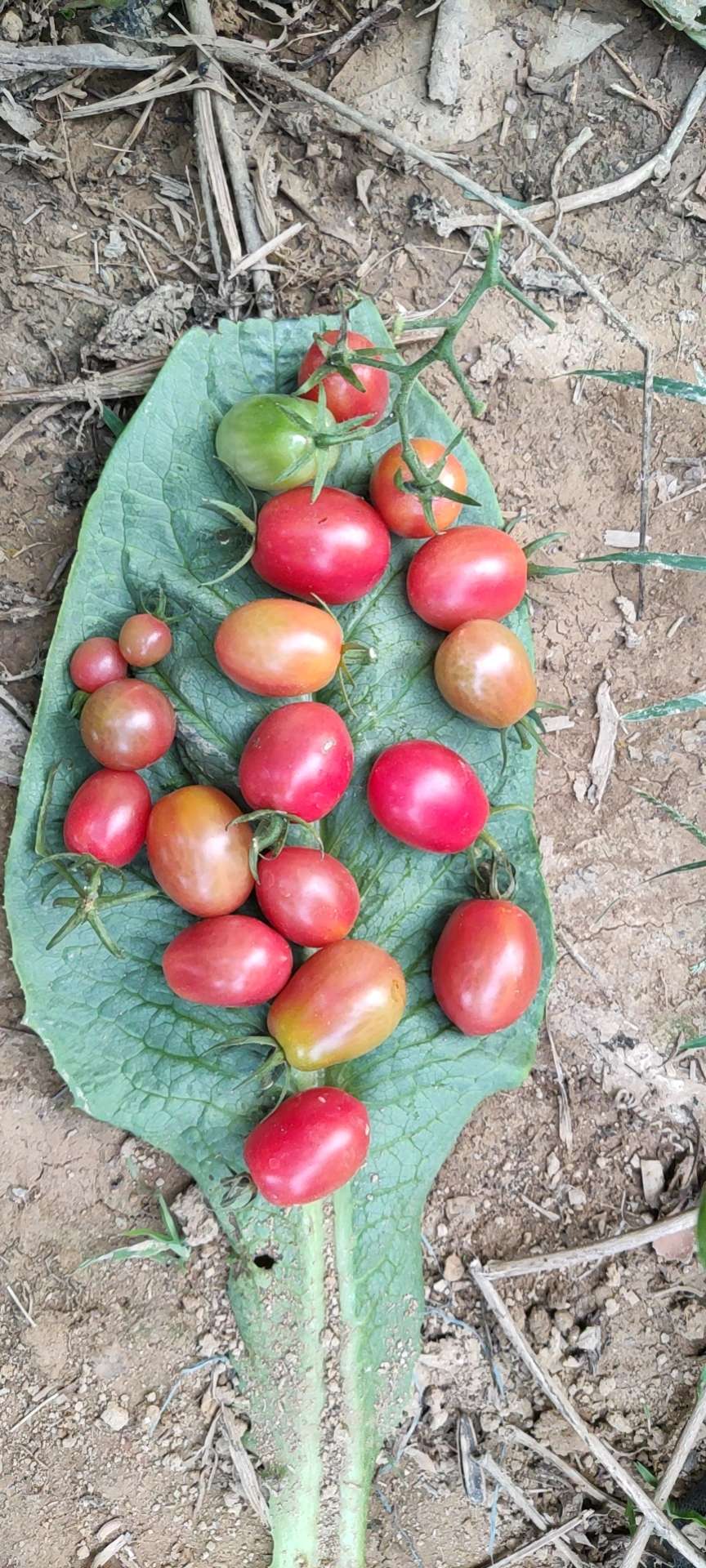 東莞新鮮食材配送：為什么現在的瓜果蔬菜沒味道了？